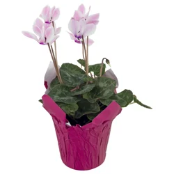 Cyclamen