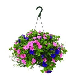 12 Inch Premium Hanging Basket