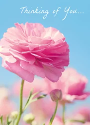 Avanti Card Support Pink Ranunculus Flow