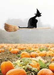 Avanti Riding Broom Cat