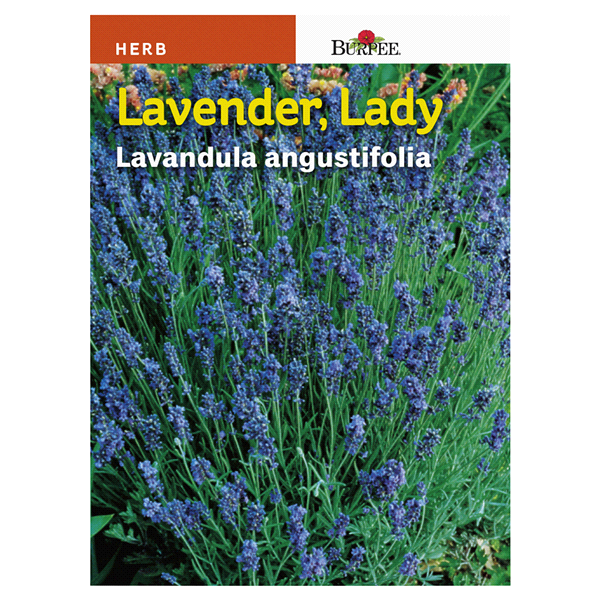 slide 1 of 1, Burpee Lavender Lady Lavandula Angustifolia Seeds, 1 ct