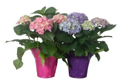 Potted Hydrangea - Assorted