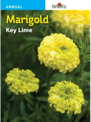 Burpee Marigold Key Lime Seeds - Lime Green