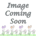 Floral 6" Gerbera Daisy Plants