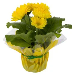 Floral 6" Gerbera Daisy Plants