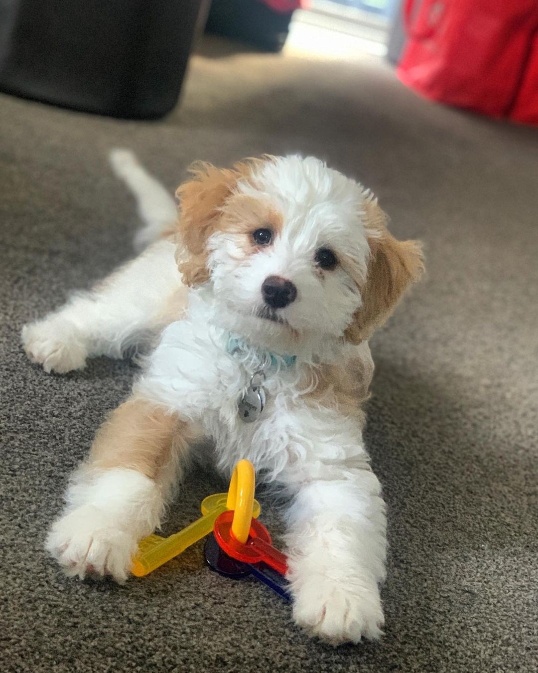 slide 3 of 8, Nylabone Just for Puppies Teething Chew Toy Keys Bacon Keys X-Small/Petite - Up to 15 lbs.(1 Count), 1 ct