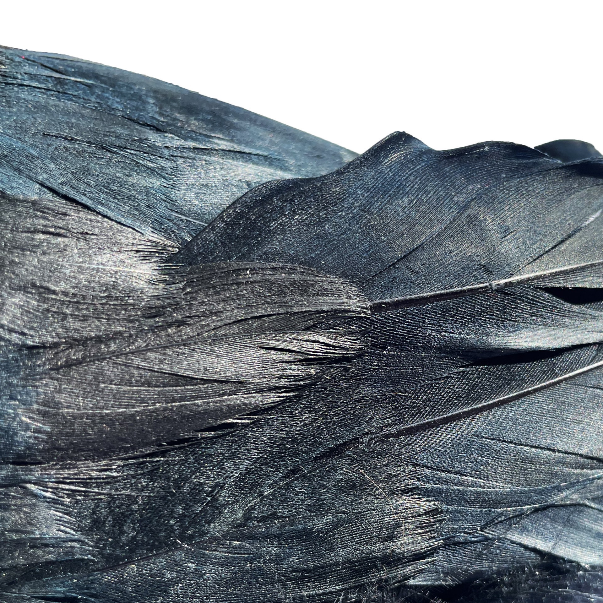 slide 4 of 4, 7.5" Iridescent Black Crow By Ashland, 7.5 in