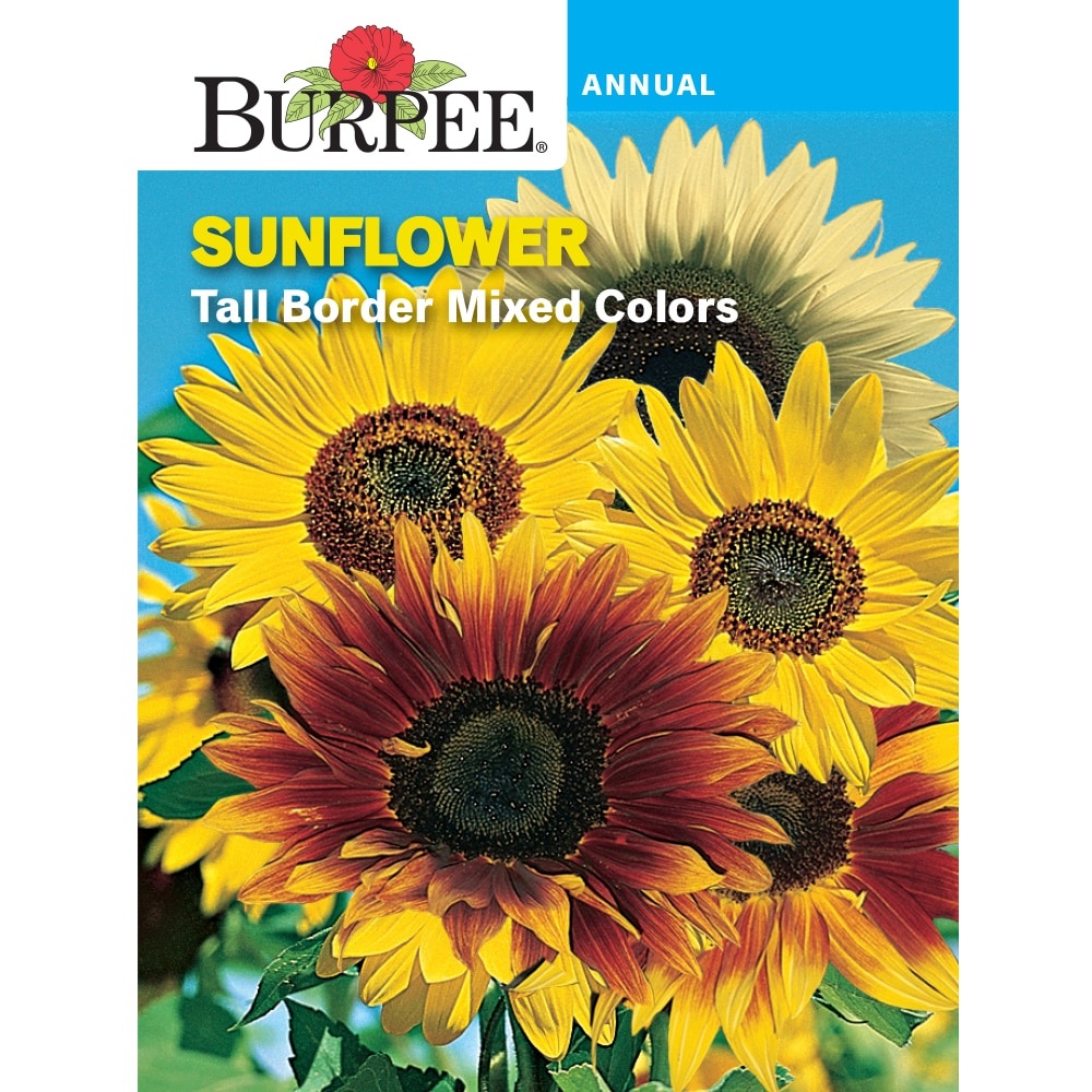 slide 1 of 1, Burpee Sunflower Tall Border Mix Seeds - Multi-Color, 1 ct