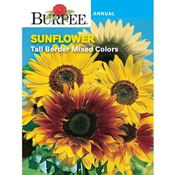 Burpee Sunflower Tall Border Mix Seeds - Multi-Color