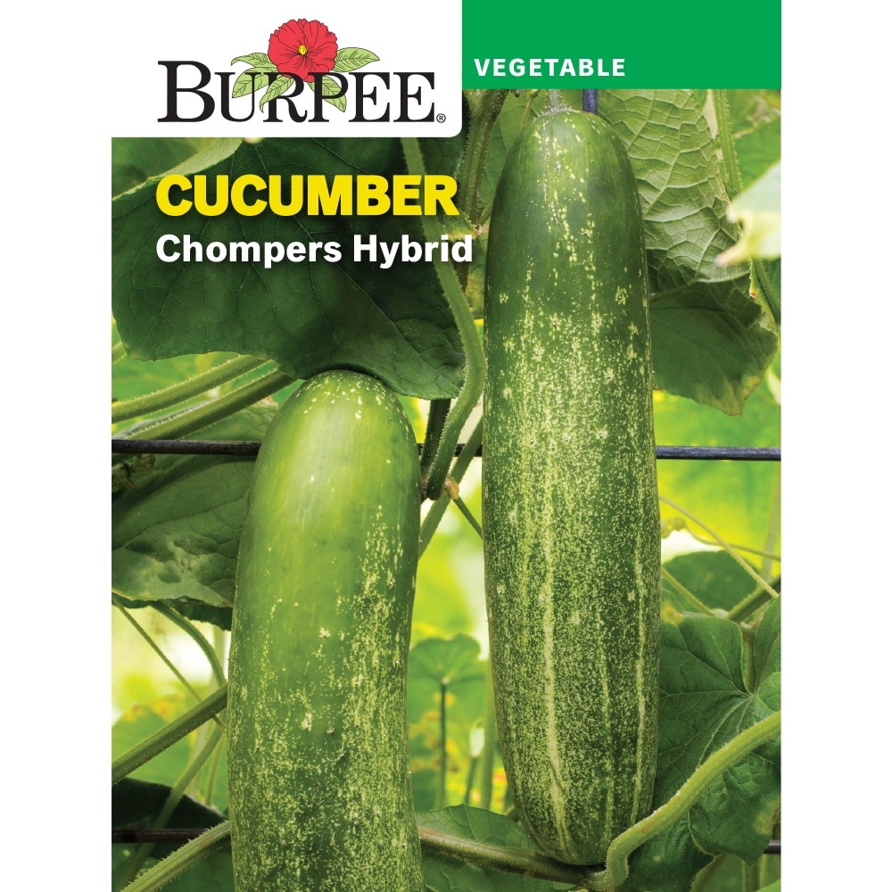 slide 1 of 1, Burpee Cucumber Chompers Hybrid Seed Packet, 1 ct