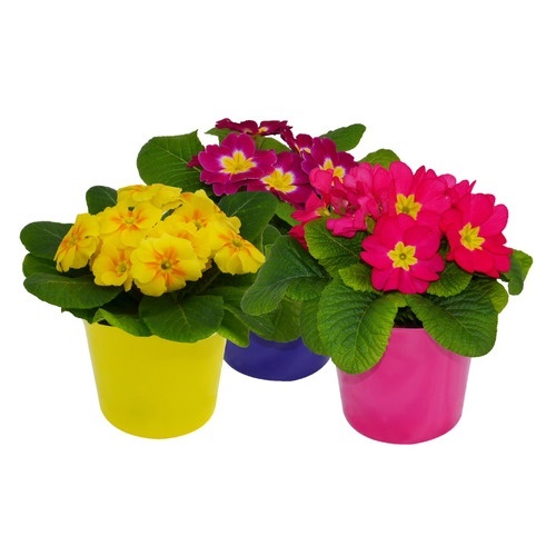 slide 1 of 1, Primrose The Floral Shoppe Potted Primrose, 4 in