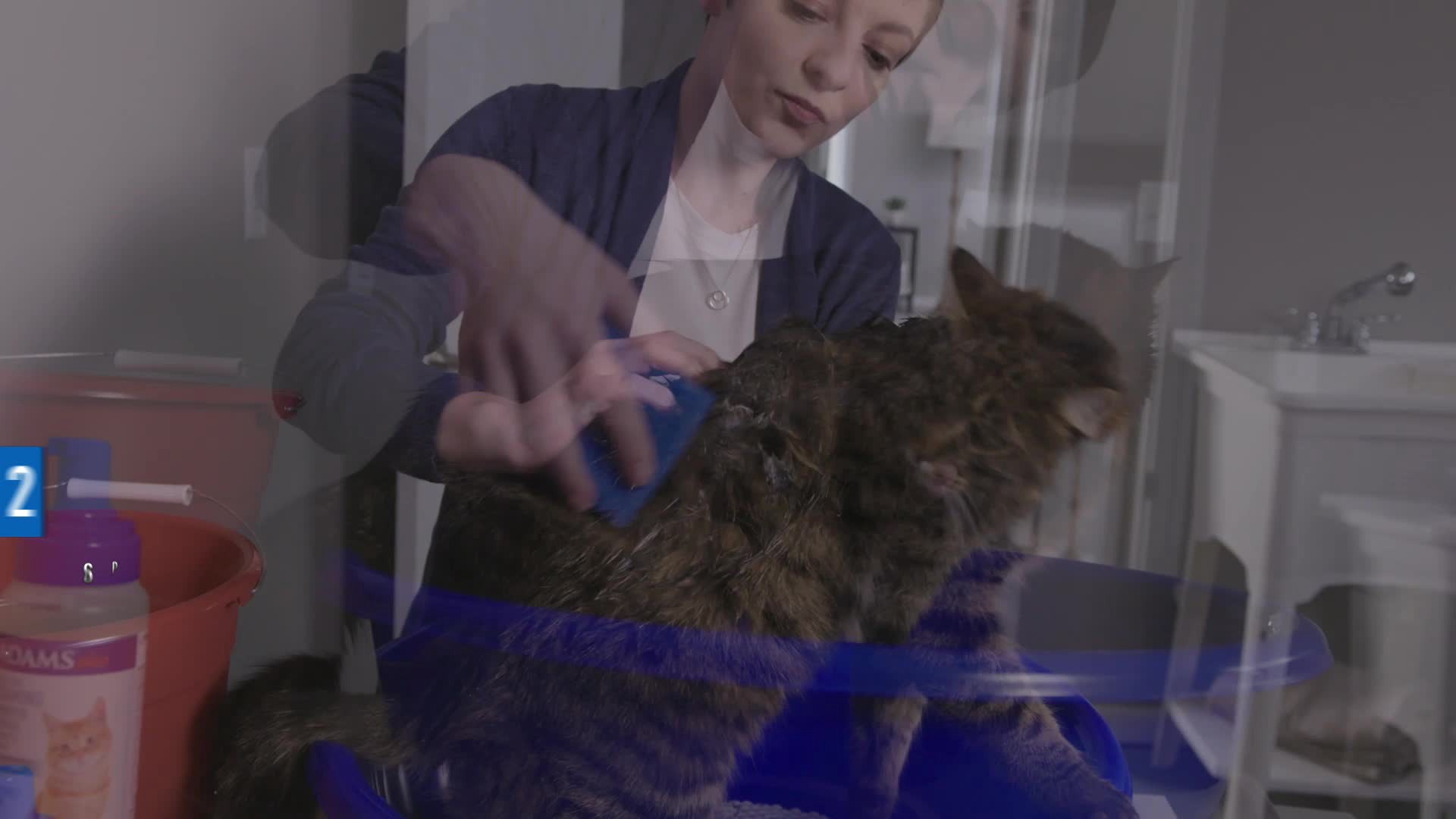 slide 9 of 9, Adams Foaming Flea And Tick Cat Shampo, 10 oz