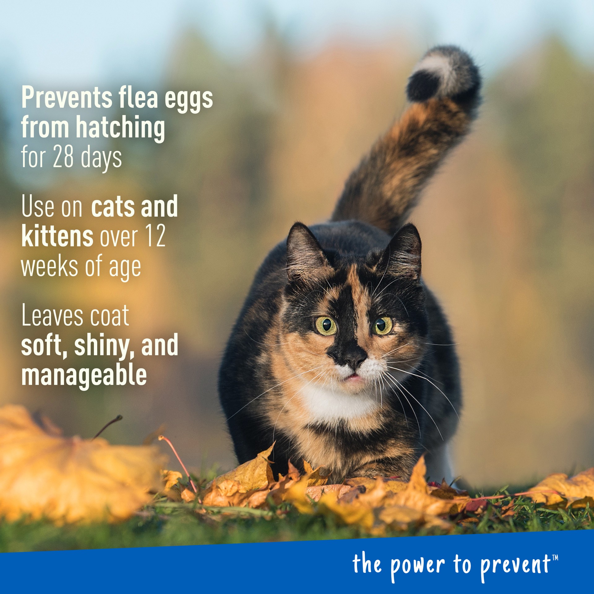 slide 4 of 9, Adams Foaming Flea And Tick Cat Shampo, 10 oz