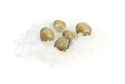 Farm-Raised Little Neck Clams