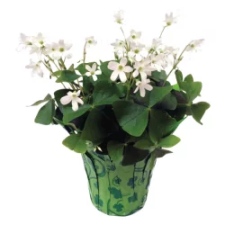 Blooming 4 inch Oxalis