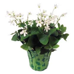 Blooming 4 inch Oxalis