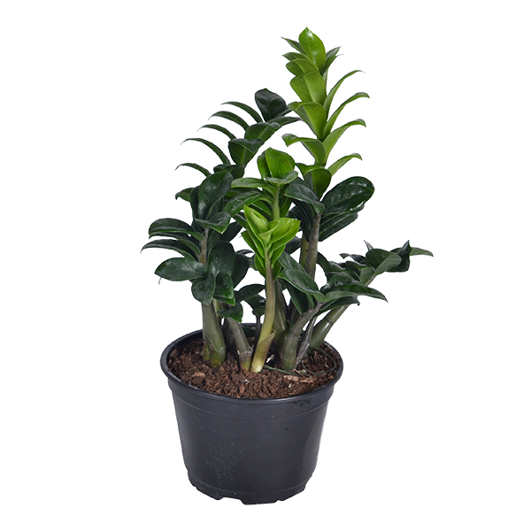 slide 1 of 1, Bachman's ZZ Plant, 1 ct