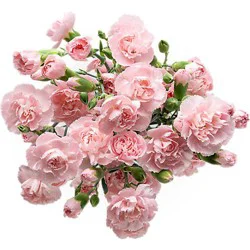 Signature SELECT Mini Carnations 9 Stems - Each