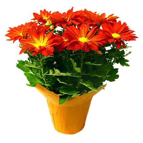 slide 1 of 1, 6 Fall Potted Chrysanthemum, 1 ct