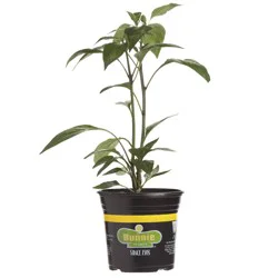 Bonnie Jalapeno Hot Pepper Gallon