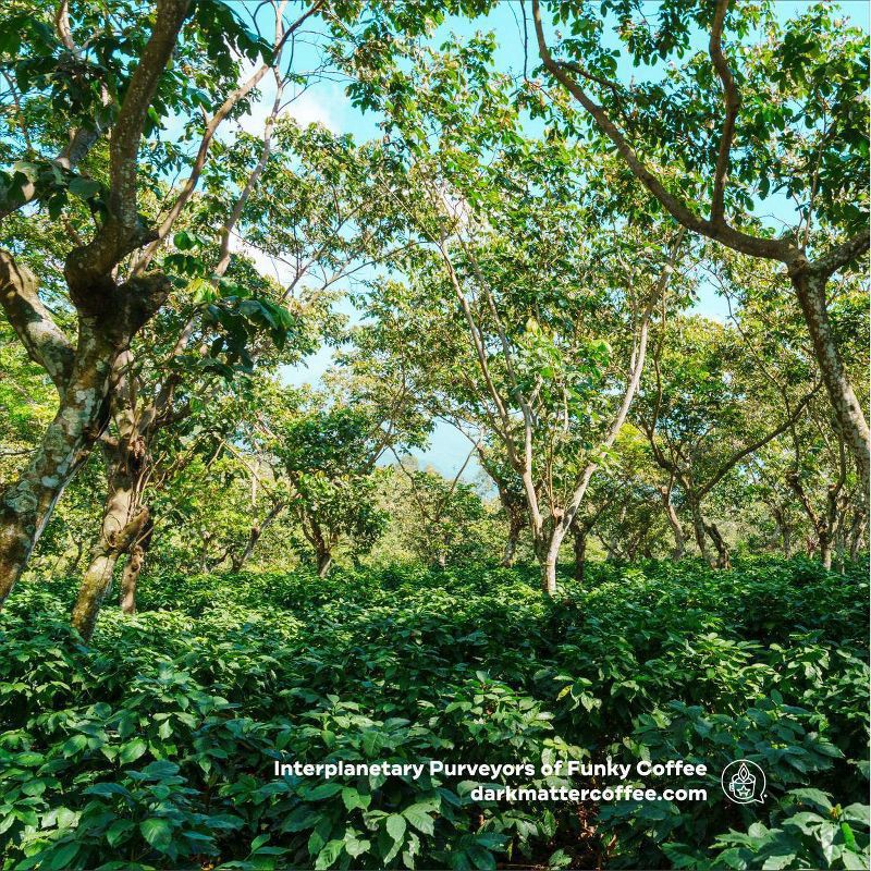 slide 2 of 6, Dark Matter Coffee Unicorn Blood Espresso Blend - 12oz, 12 oz