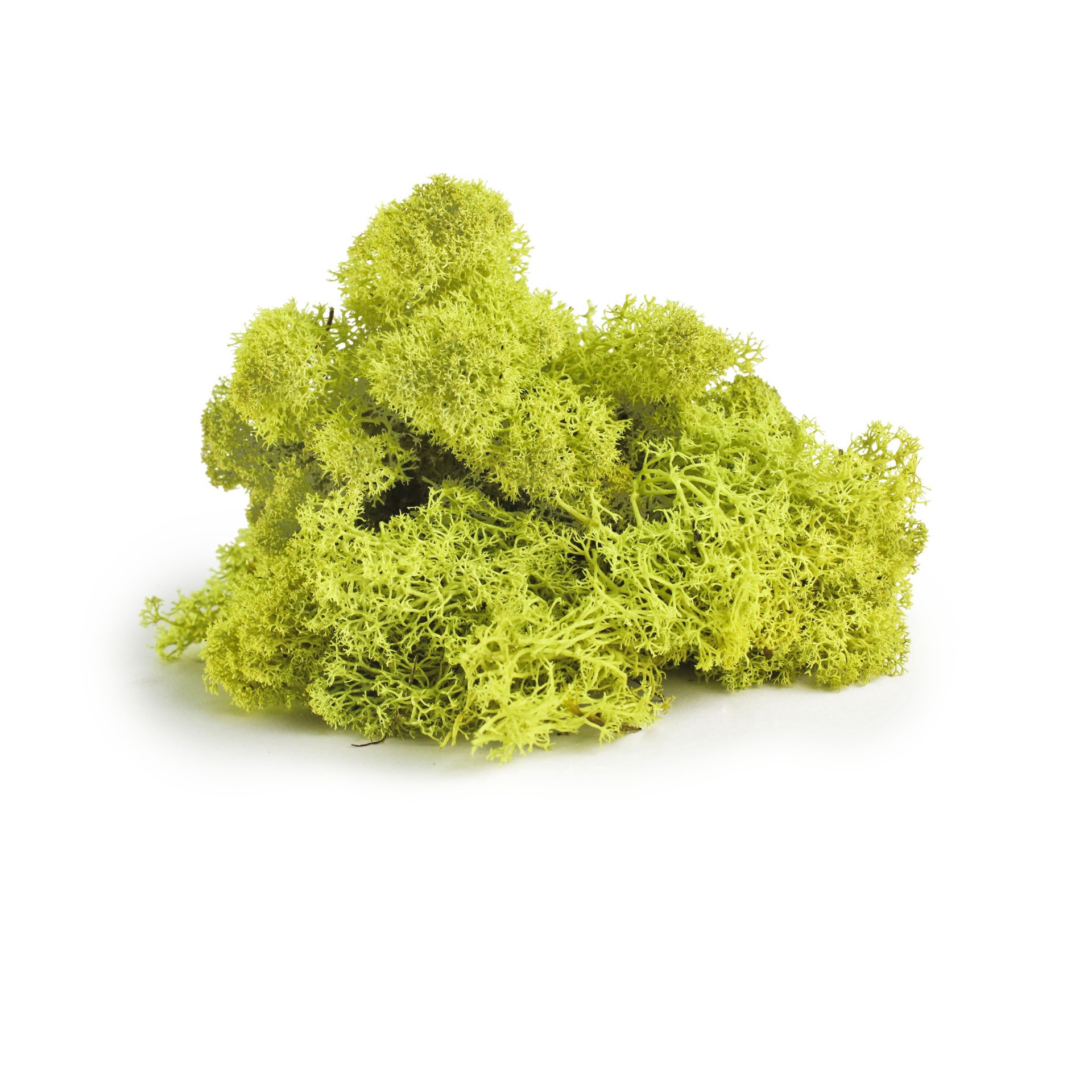 slide 3 of 3, Supermoss Chartreuse Preserved Reindeer Moss, 2oz., 2 oz