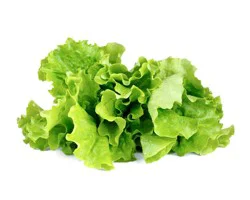 Iceberg Lettuce