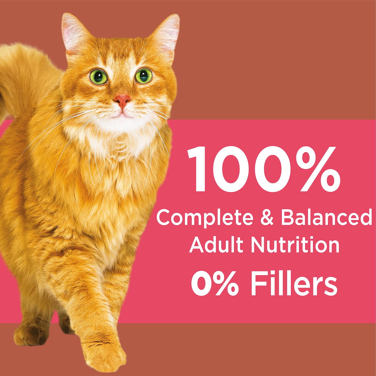 IAMS PROACTIVE HEALTH High Protein Adult Dry Cat Food with Chicken