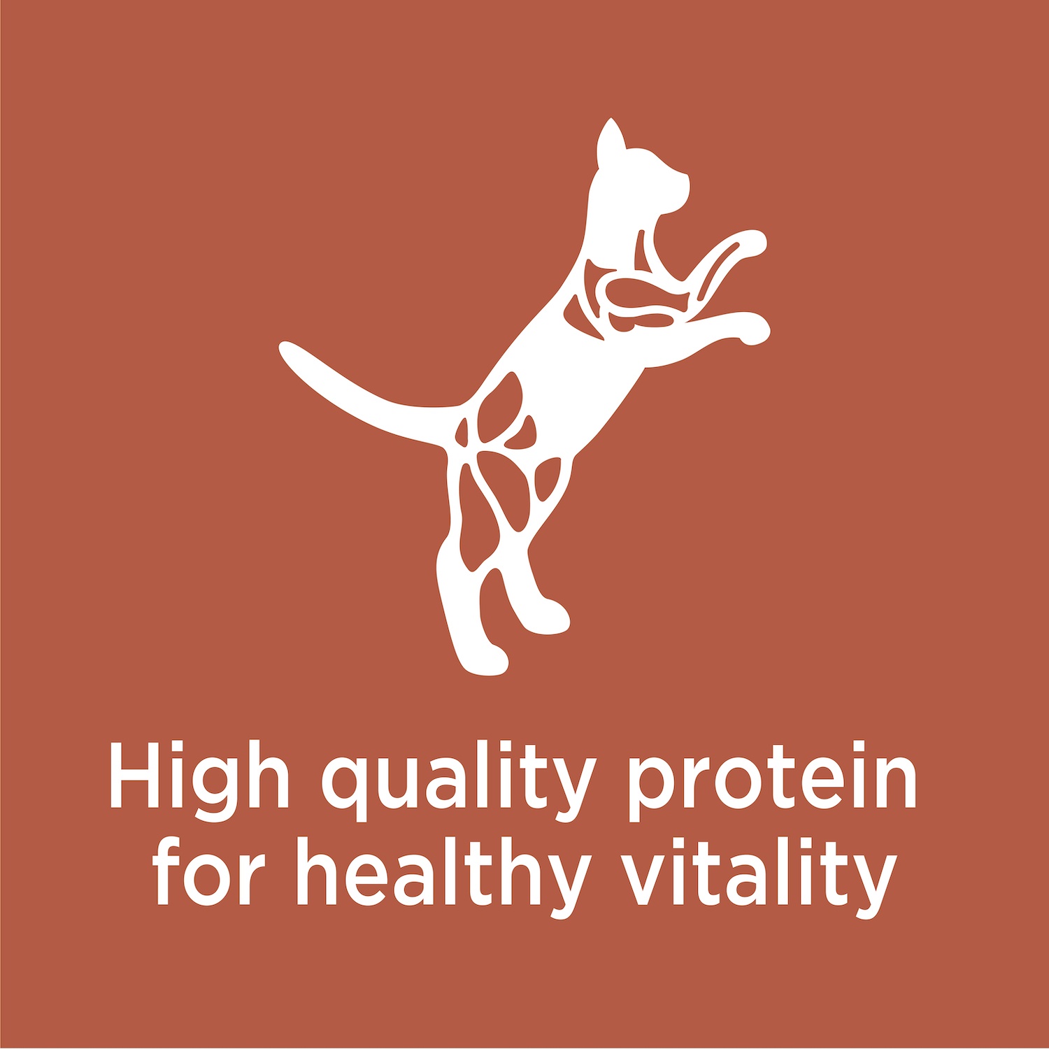 Iams Proactive Health High Protein Adult Dry Cat Food With Chicken 