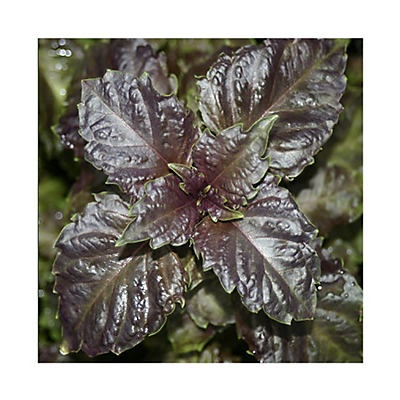 slide 1 of 1, Natures Herb Farm Purple Ruffle Basil, 6 in