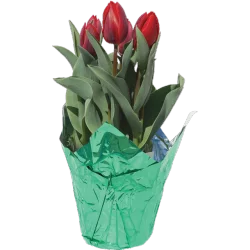 Tulip In Mylar