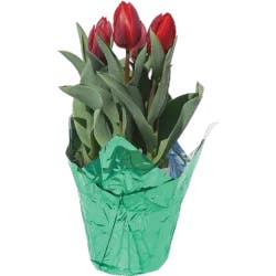 Tulip In Mylar