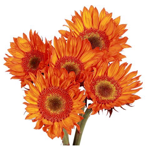 slide 1 of 1, Sunflowers Novelty 5st - EA, 1 ct