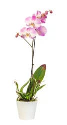 5 Inch Orchid Just Add Ice