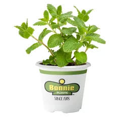 Bonnie Plants Mint Sweet Mint Cuttings