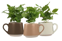 Coffee Plant in Mug Ceramic, 4-inch pot