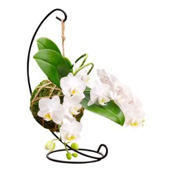 Kokedama Bramble Orchid with Stand