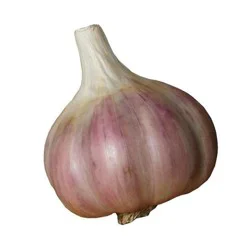 Jumbo Purple Garlic