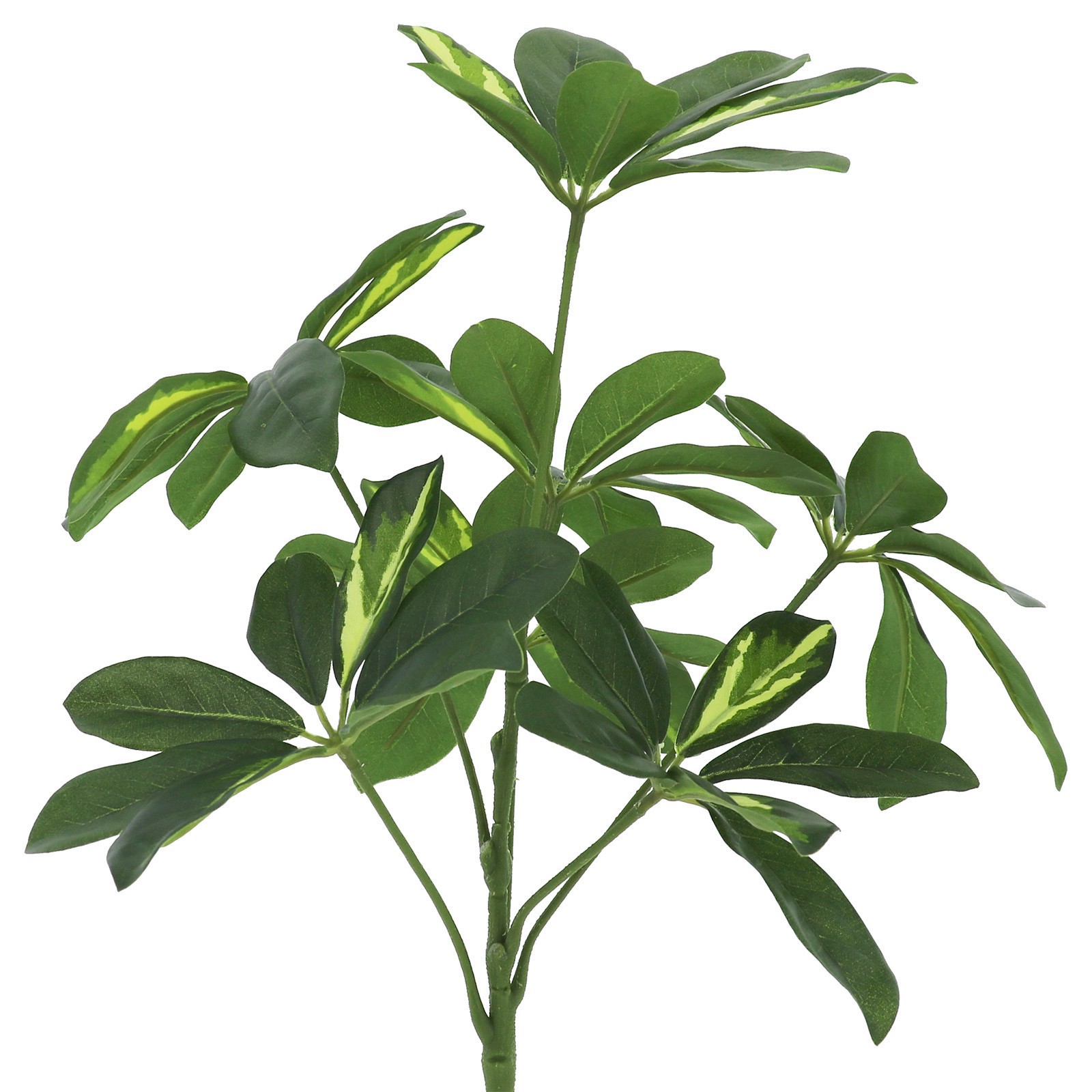 slide 2 of 2, 17" Green-Yellow Schefflera Bush By Ashland, 17 in