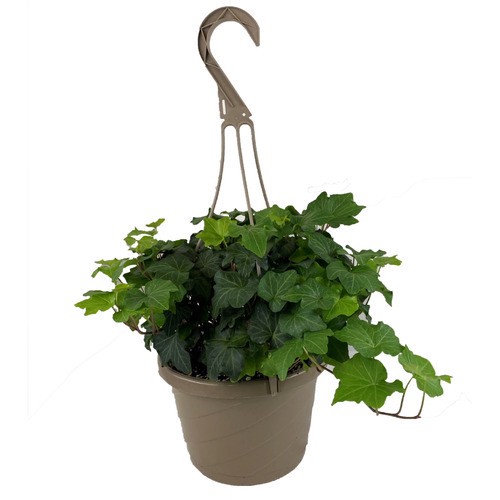 slide 1 of 1, 8" Assorted Foliage Basket, 8 in