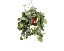 Fresh 8N Hanging Basket