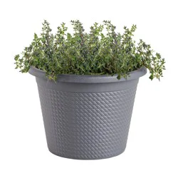 Bonnie Plants English Thyme 0.94 gal