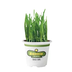 Pet Grass Seed