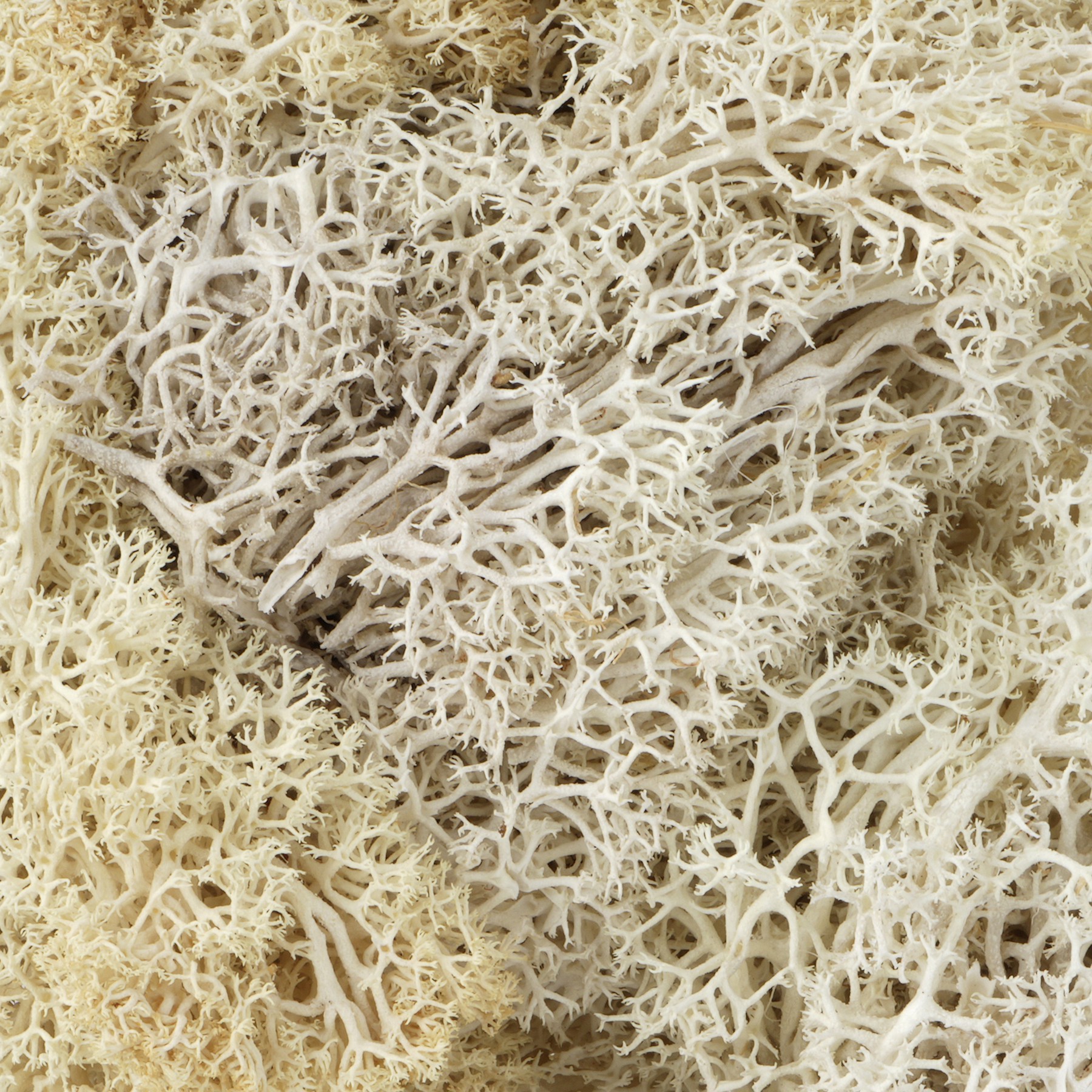 slide 2 of 2, 1.75oz. Moss By Ashland, 1.75 oz