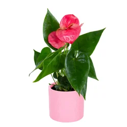 Anthurium, 4 in, Ceramic Planter