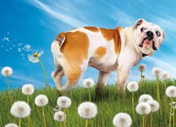 Avanti Card Birthday Bulldog With Dandelion