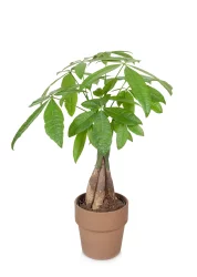 ShopRite 5'' Money Tree In Clay