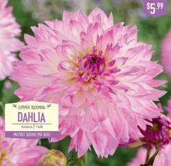 Dahlia Kordessa 1ct