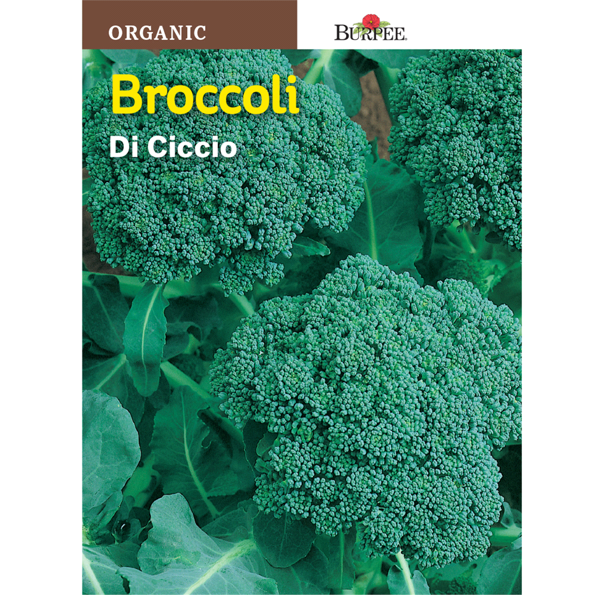 slide 1 of 1, Burpee Broccoli Di Cicco Seeds, 1 ct