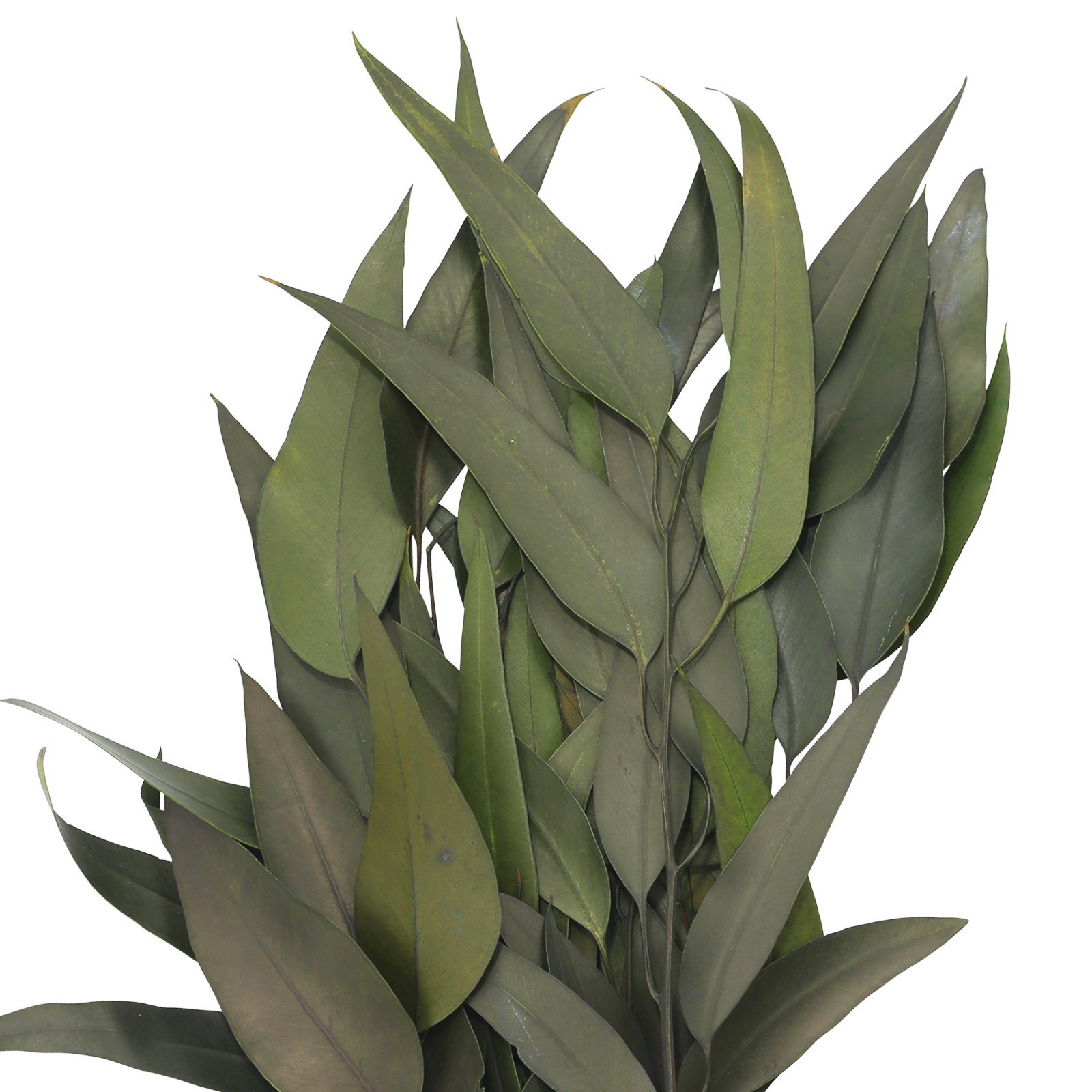 slide 2 of 2, 21" Green Willow Eucalyptus By Ashland, 21 in